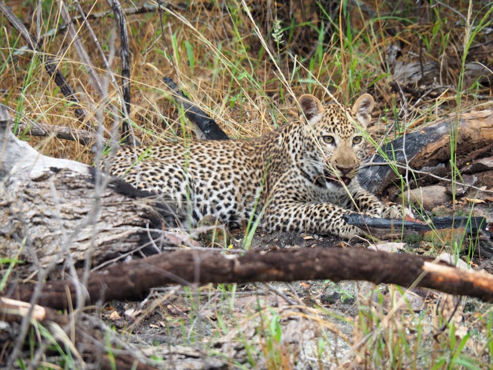 Nature wildcat big cat
