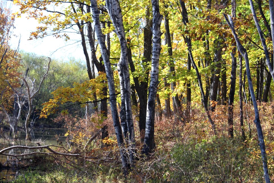 Landscape nature trees