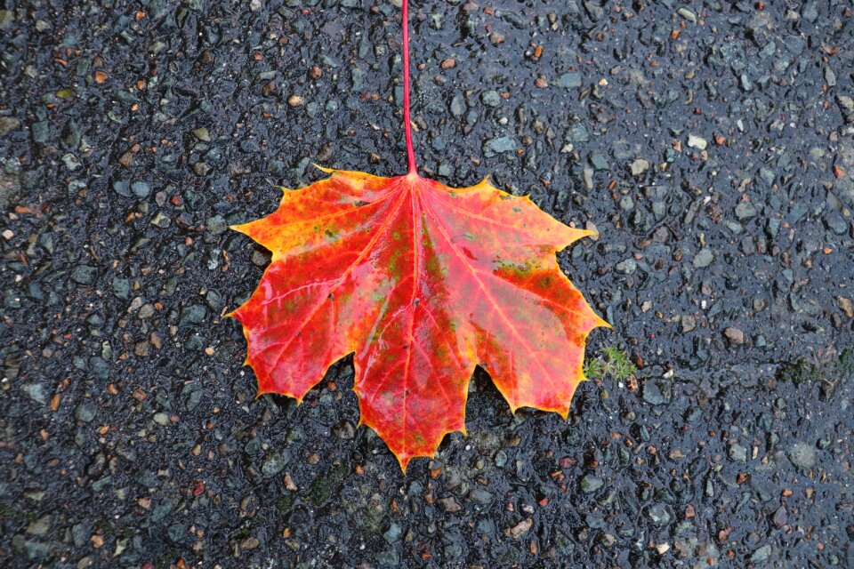Bitumen road nature