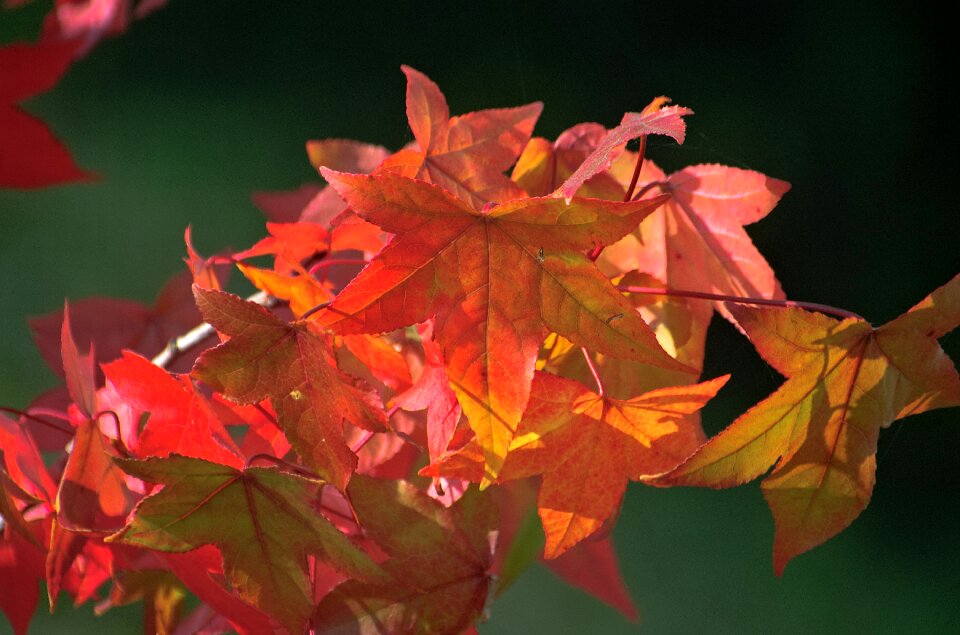 Amber tree bright red
