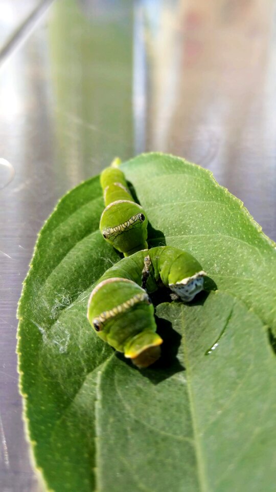 Butterfly larvae green