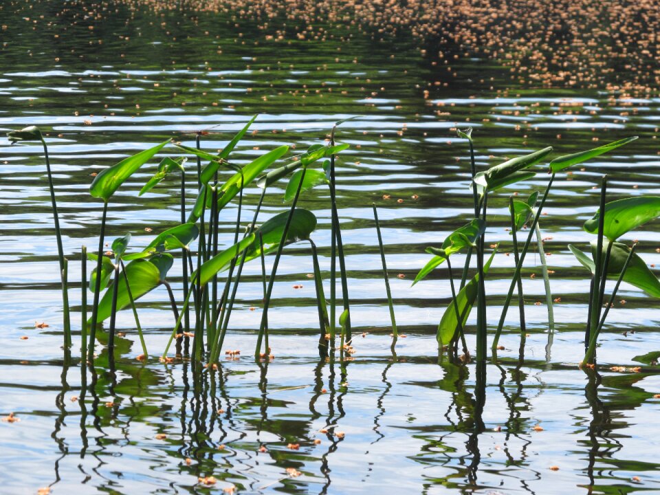 Waterlily reflections