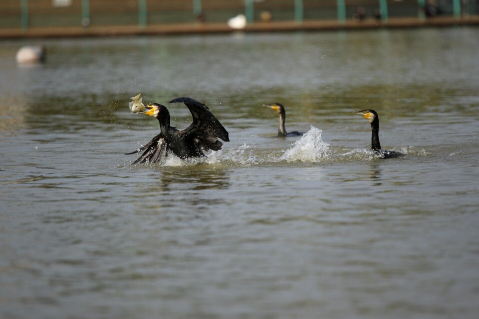 Birds fish gray fish