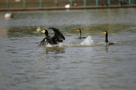 Birds fish gray fish
