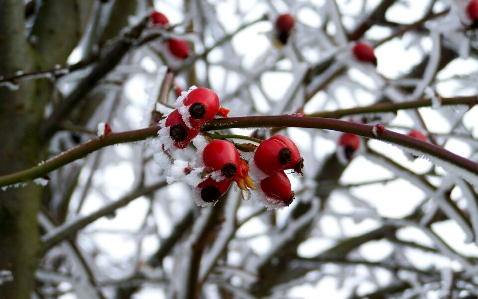 Rimy winter frost