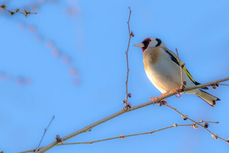 El rocio birding jilguero photo