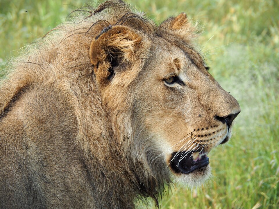 Animal animal world predator