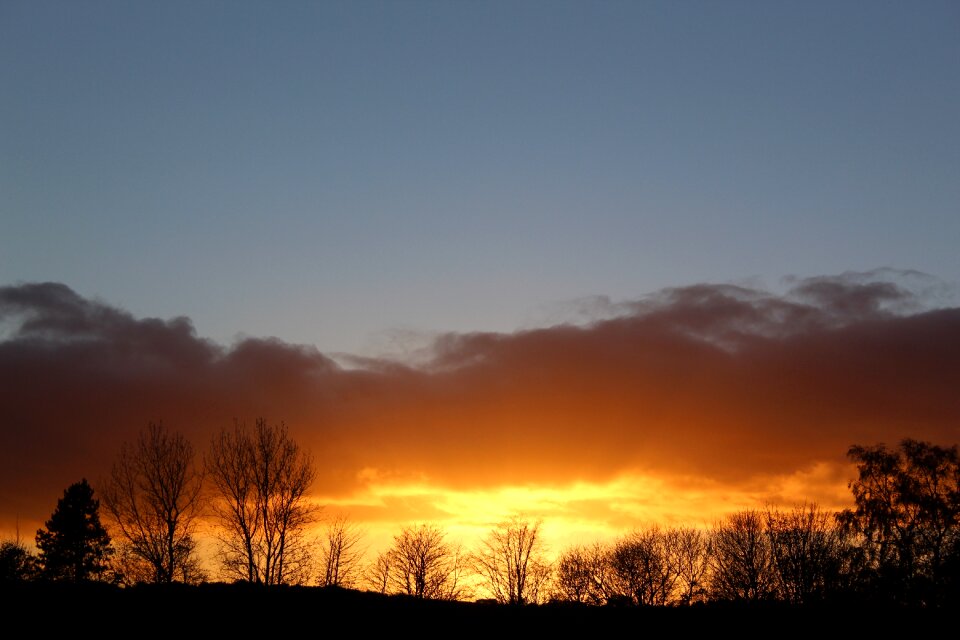 Dusk trees nature