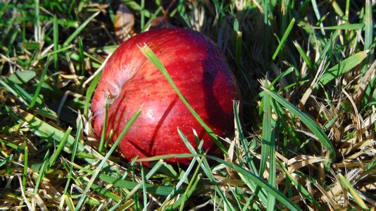 Fruits nature grasses