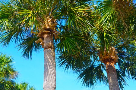 Nature green palm photo
