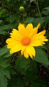 Flower yellow flourish photo