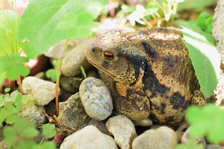 Korean toad toad korea all toad photo