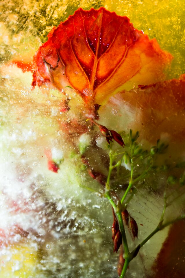 Blossom bloom close up