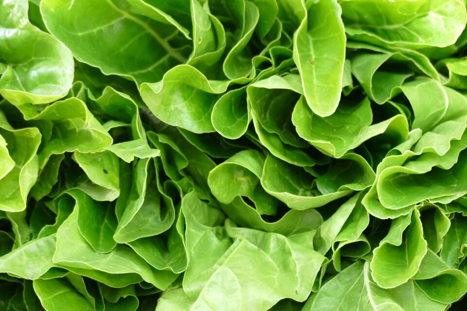 Food vitamins vegetables