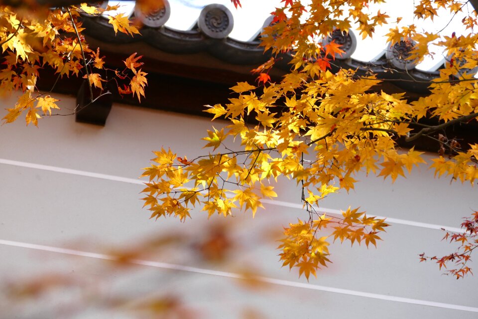 Autumn leave foliage travel