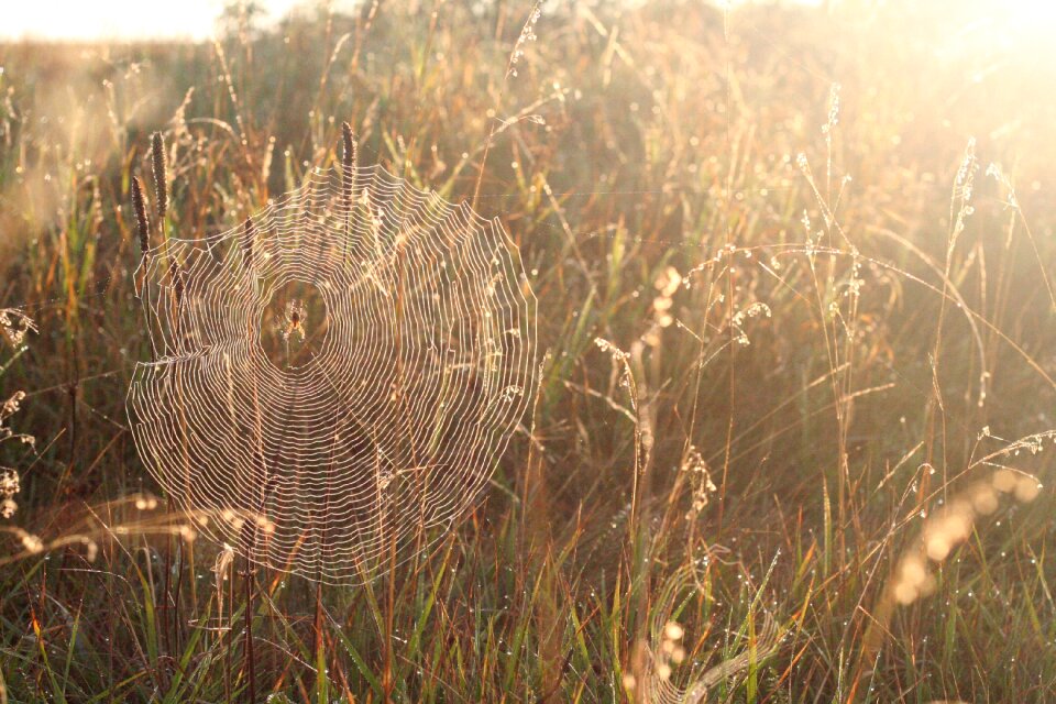 Rosa grass morning