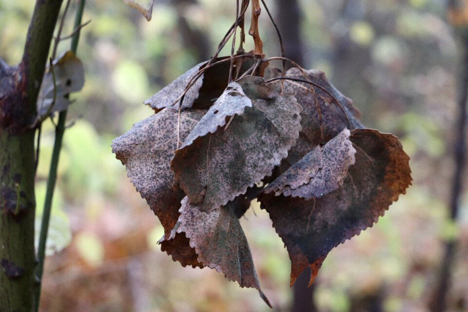 Nature fall foliage colorful