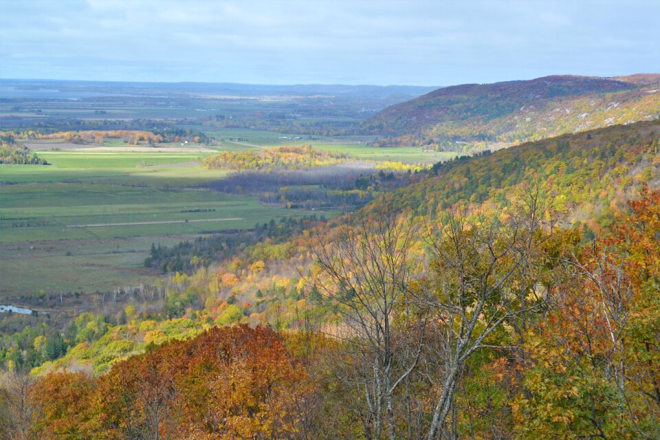 Landscape panorama tree