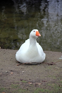 White poultry water