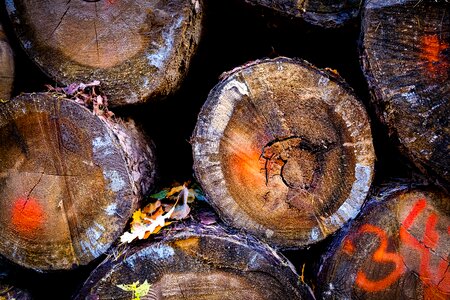 Firewood forestry section