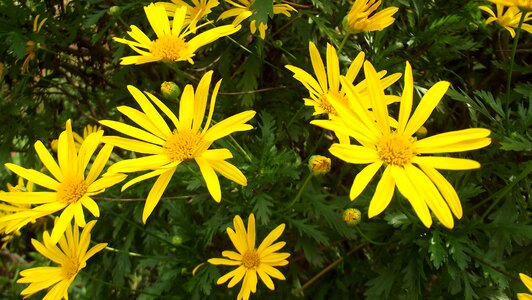 Flowers margaritas wild