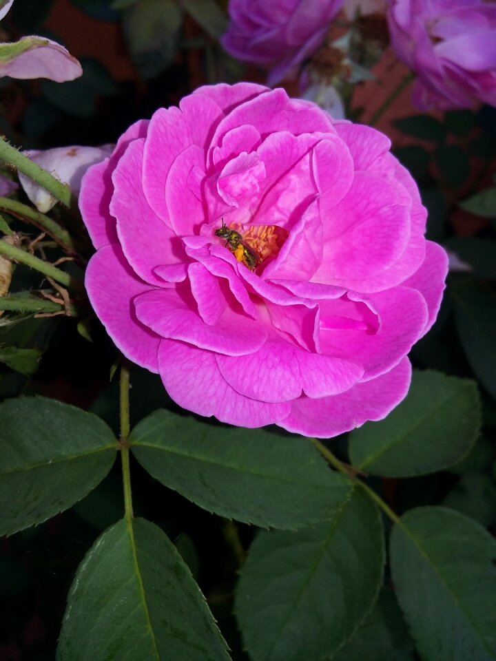 Rosa flower pink