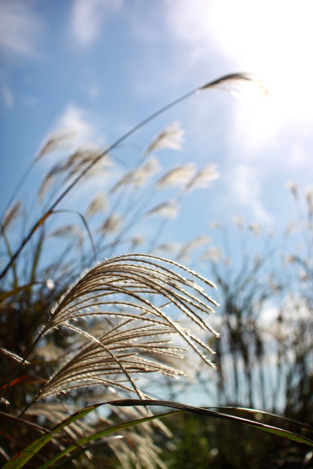 Silver grass reeds reed beds