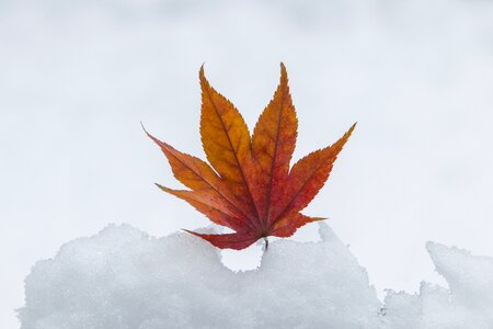 Nature white scenery