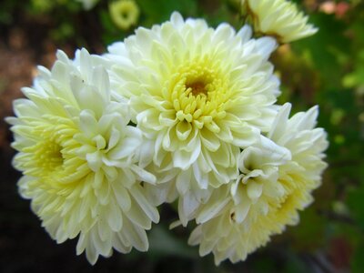 Daisies white mums