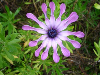 Plant exotic