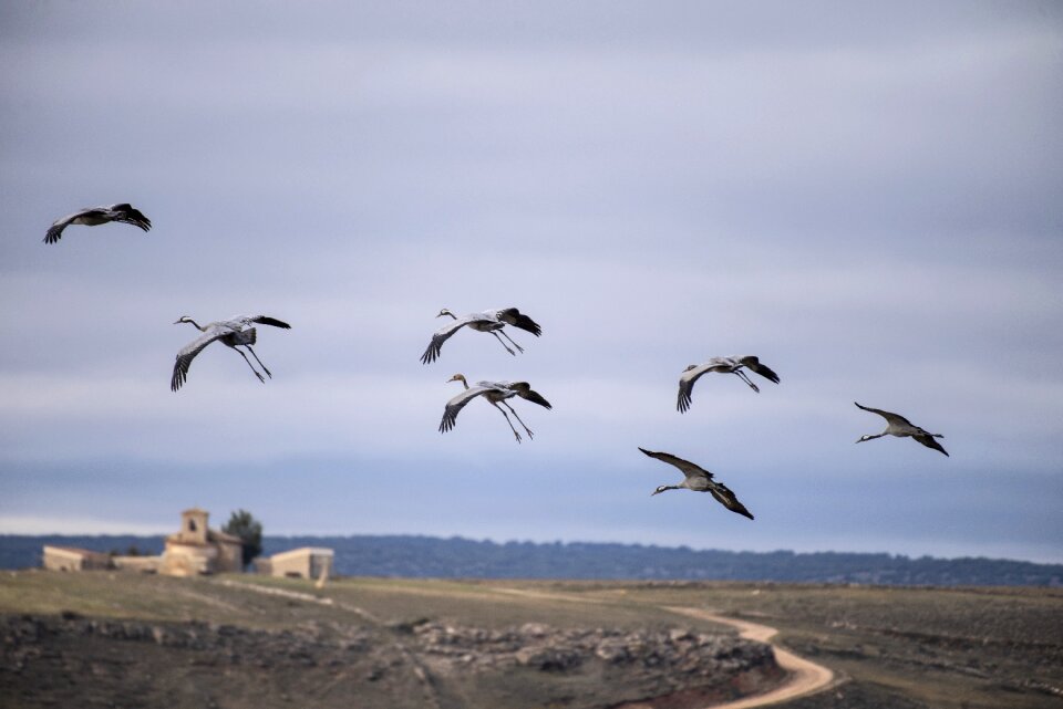 Cranes spain birds photo