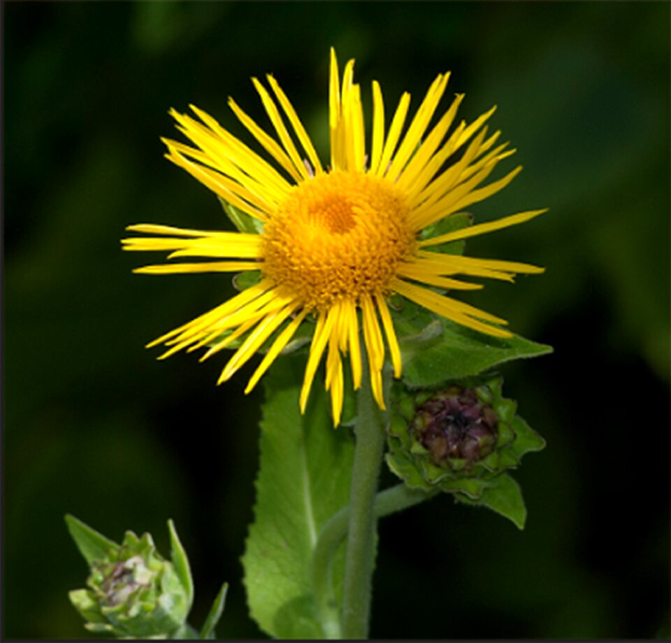 Nature blossom bloom
