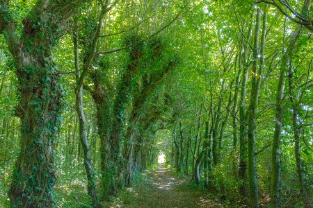 Hainweg green trees photo