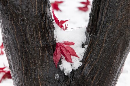 Nature white scenery