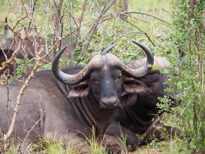 Nature animal water buffalo photo