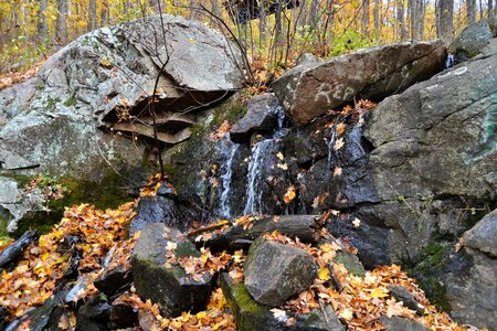 Water forest woods