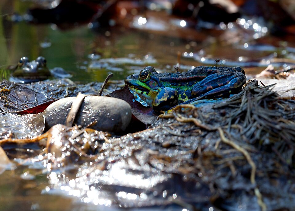 Frog nature water
