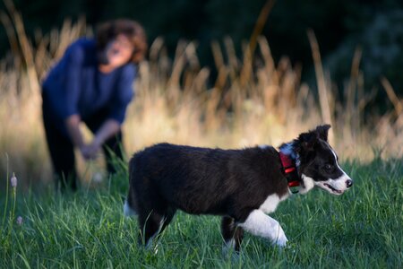 Collie animal pet photo