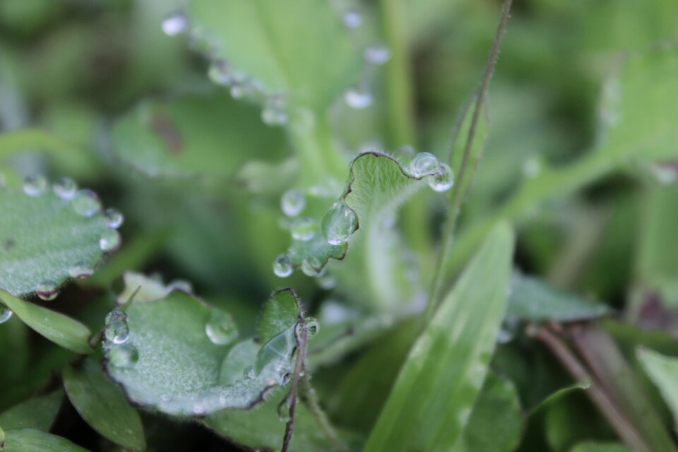Plant rain wet