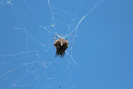 Animal blue sky sky photo