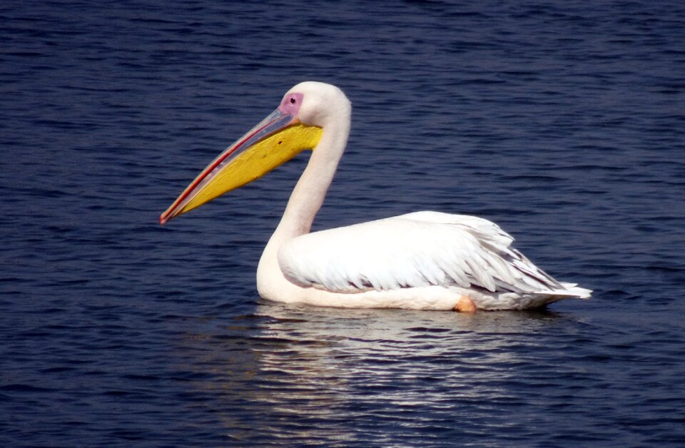 Eastern white pelican rosy pelican white pelican