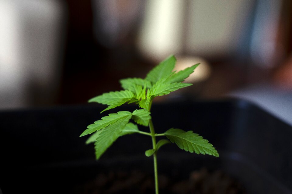 Plant earth young