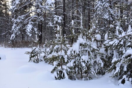 Pine siberia frost photo