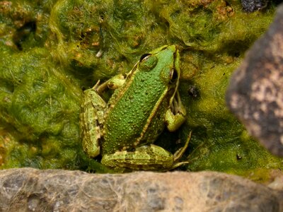 Algae batrachian float photo