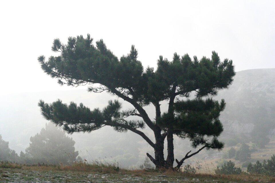 Landscape nature summer
