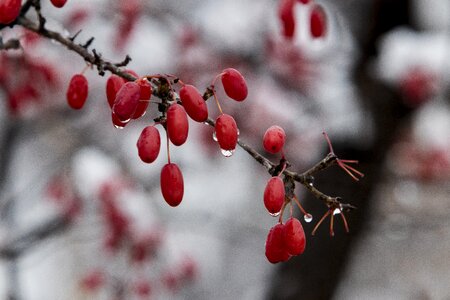 Nature white scenery