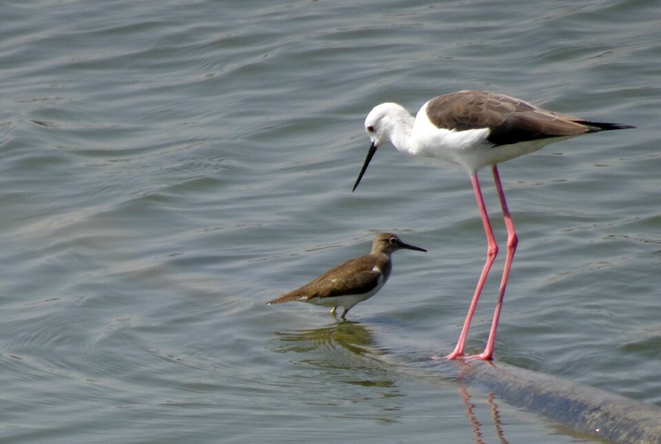 Pied stilt himantopus himantopus long-legged