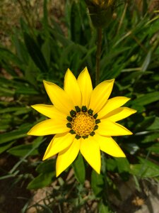 Flower garden florida