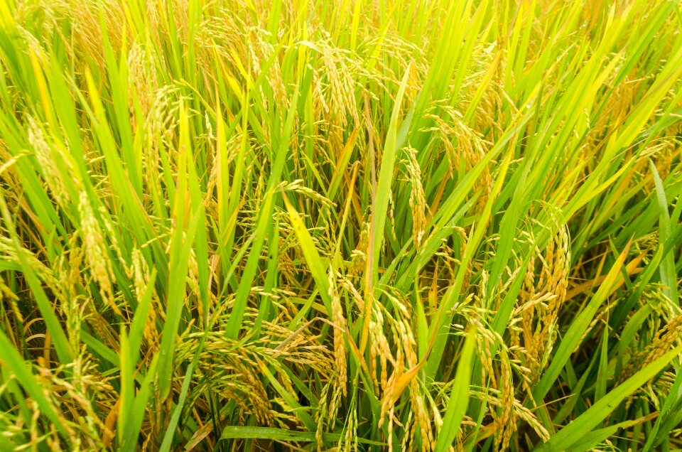 Food green browned