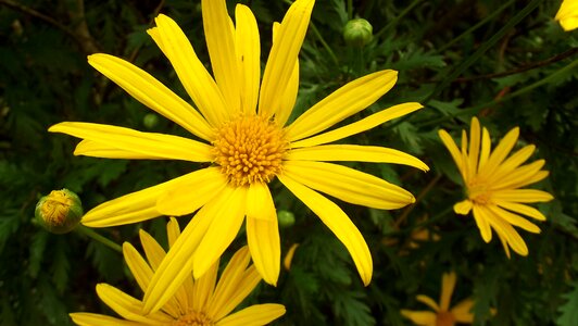 Flowers margaritas wild